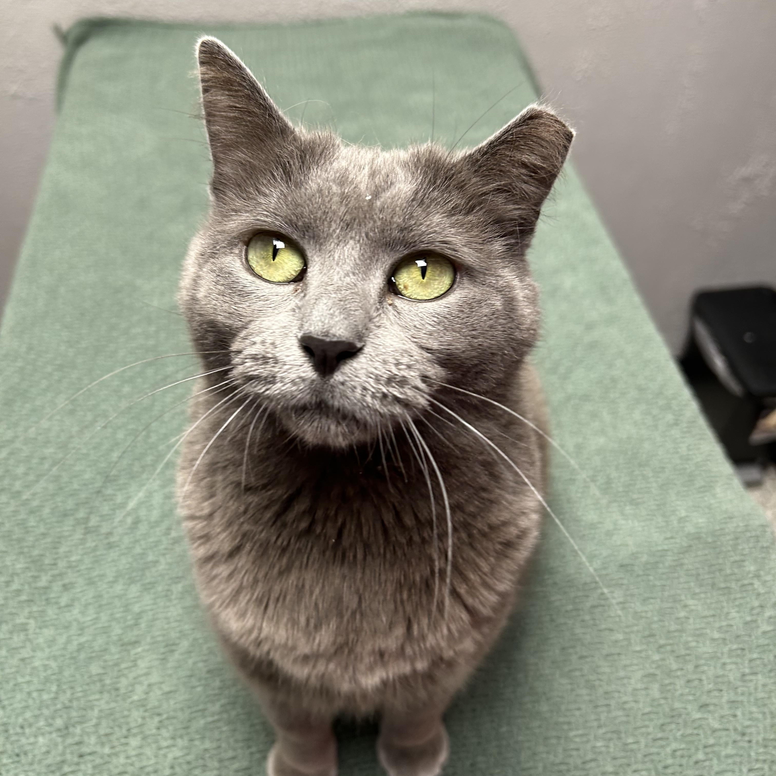 Gracie , ADOPTABLE, Adult Female Domestic Short Hair.