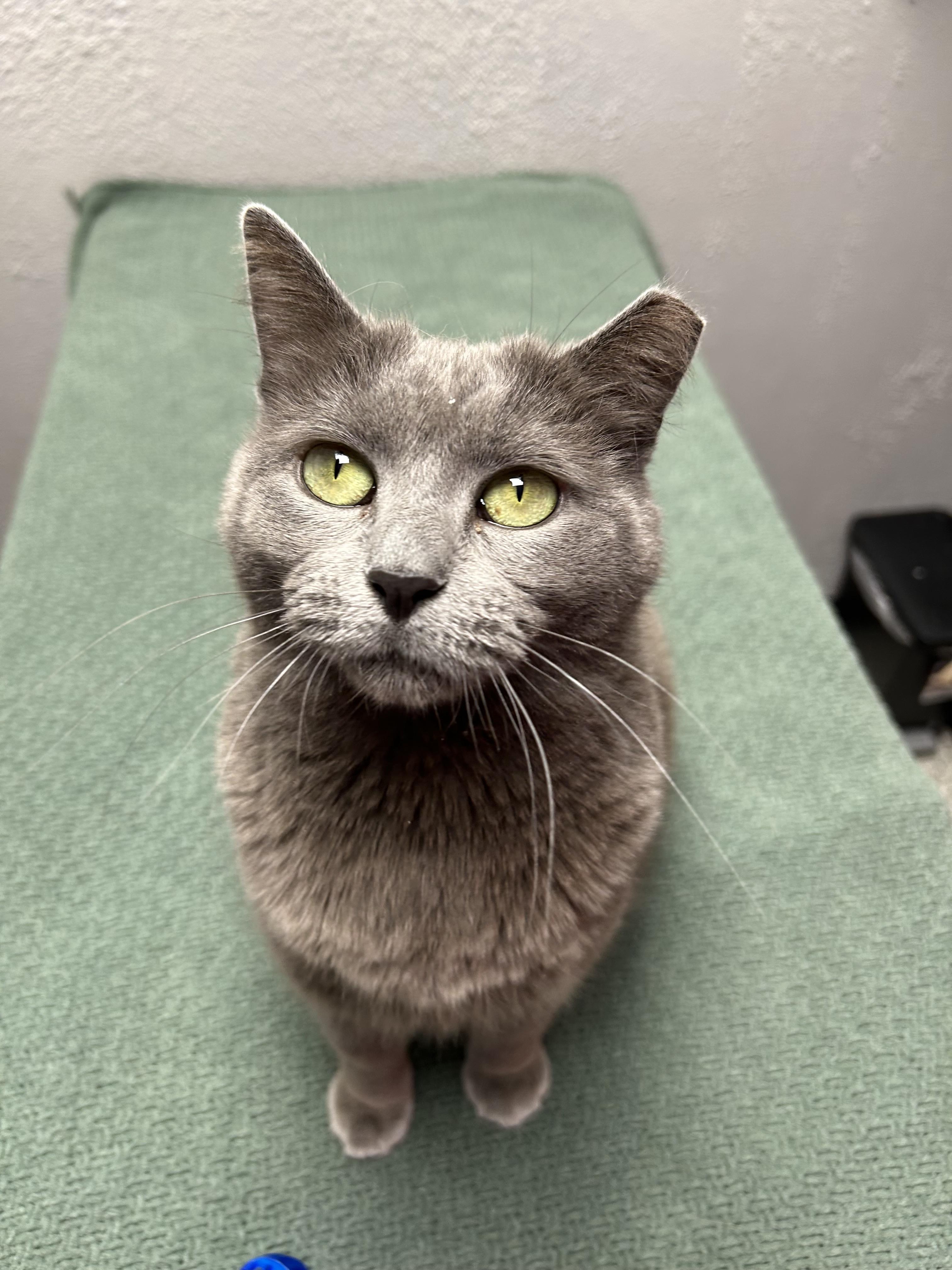 Enlarge Gracie , a ADOPTABLE Domestic Short Hair in Walker, MI image 4/5