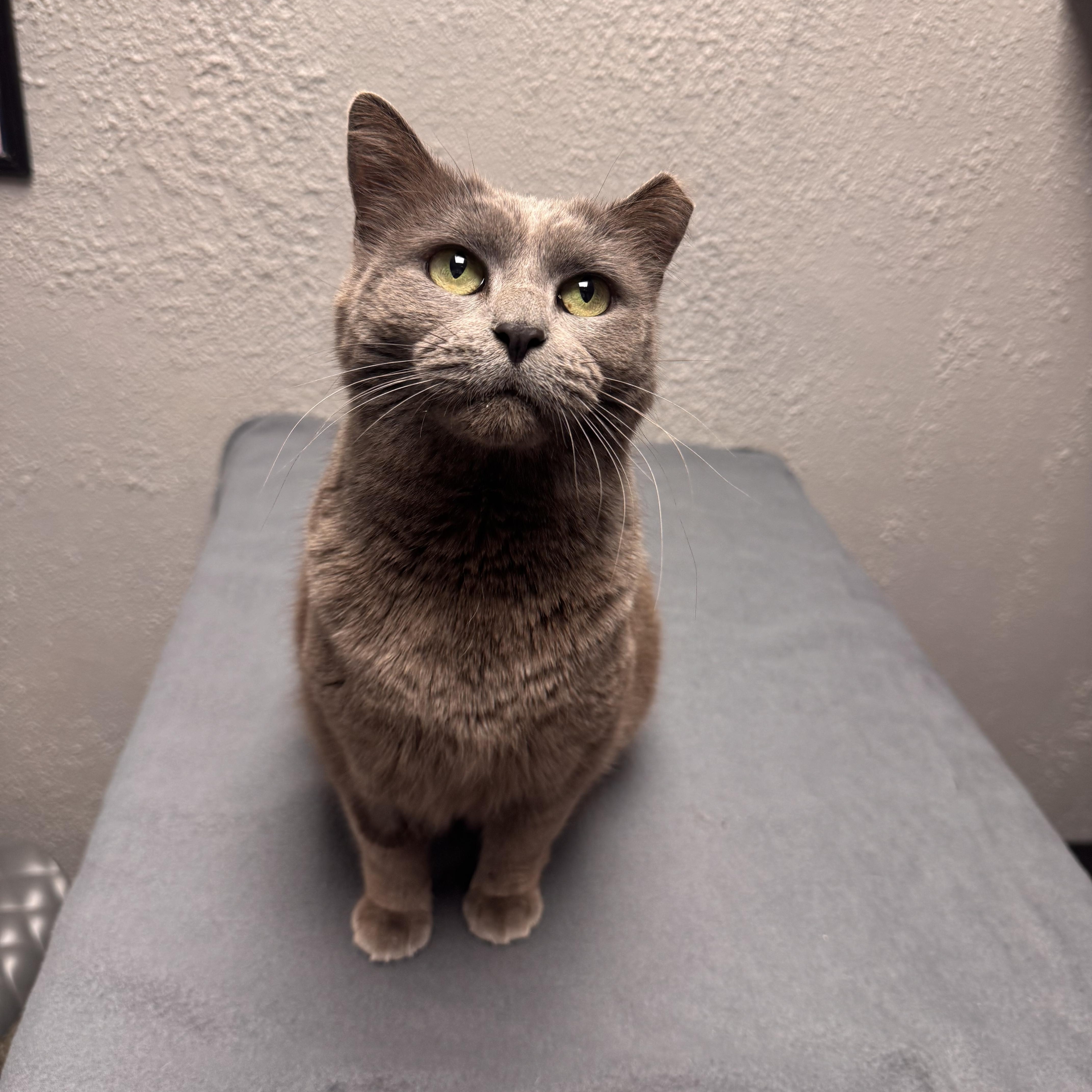 Gracie , ADOPTABLE, Adult Female Domestic Short Hair.