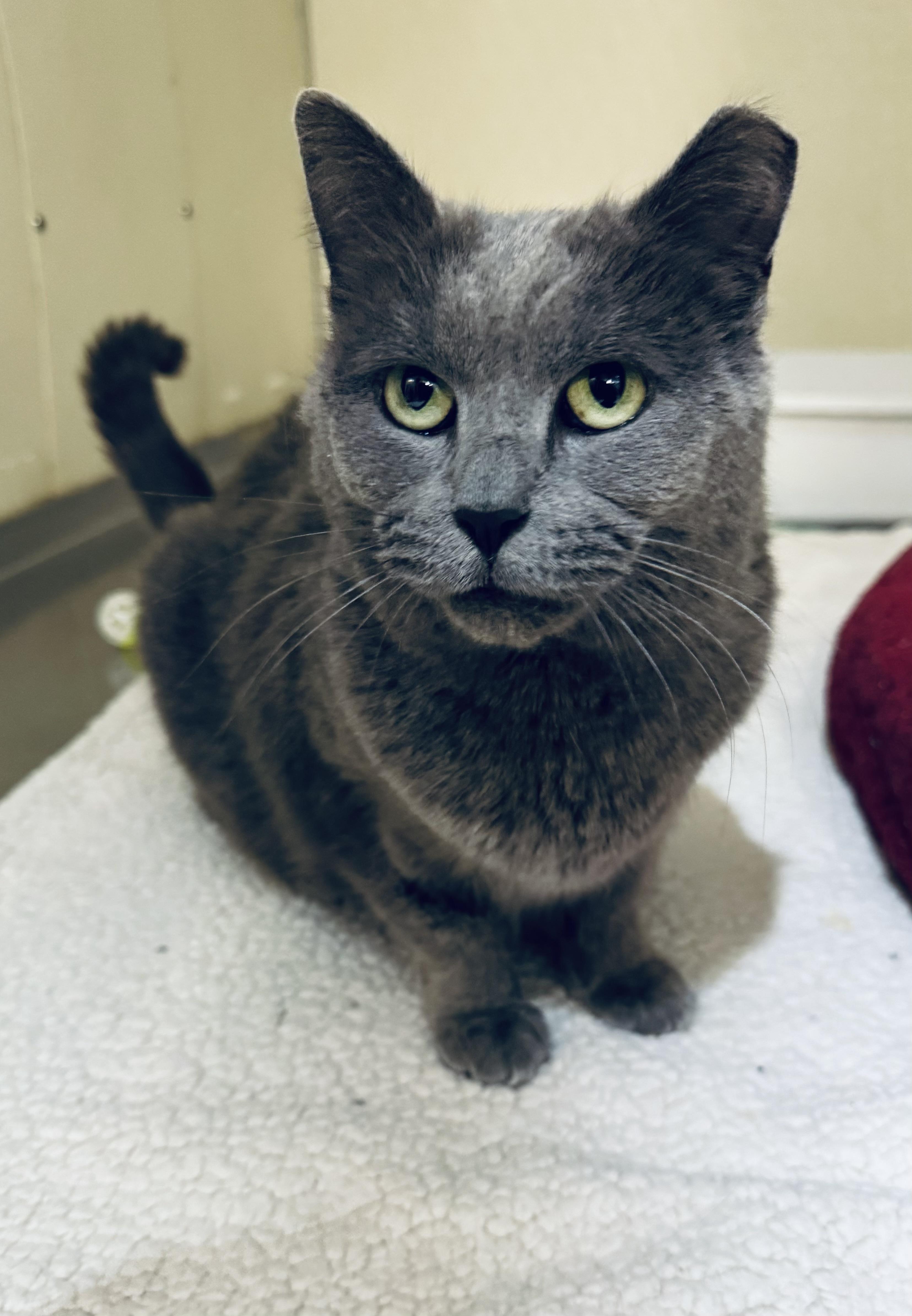Enlarge Gracie , a ADOPTABLE Domestic Short Hair in Walker, MI image 1/5