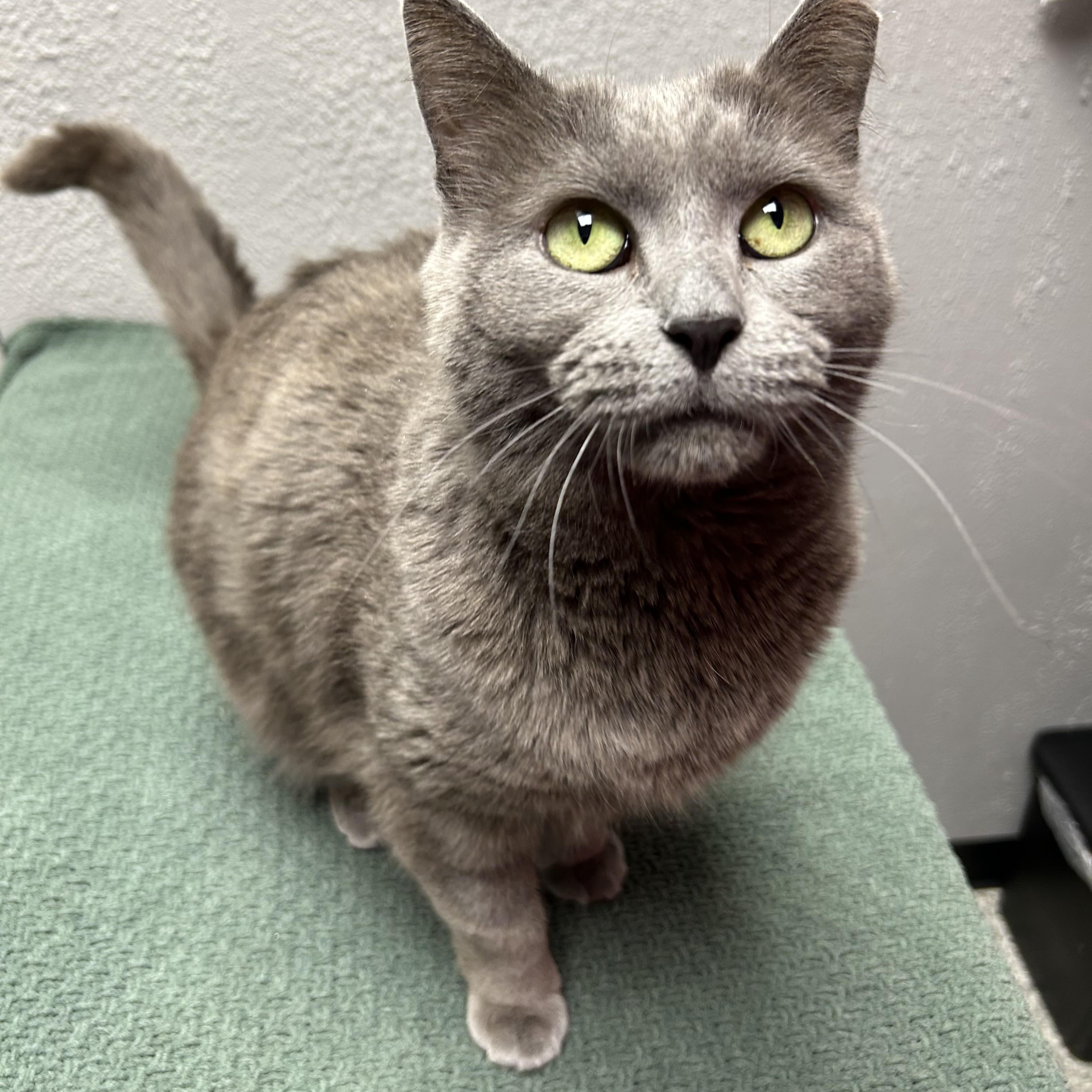 Enlarge Gracie , a ADOPTABLE Domestic Short Hair in Walker, MI image 5/5