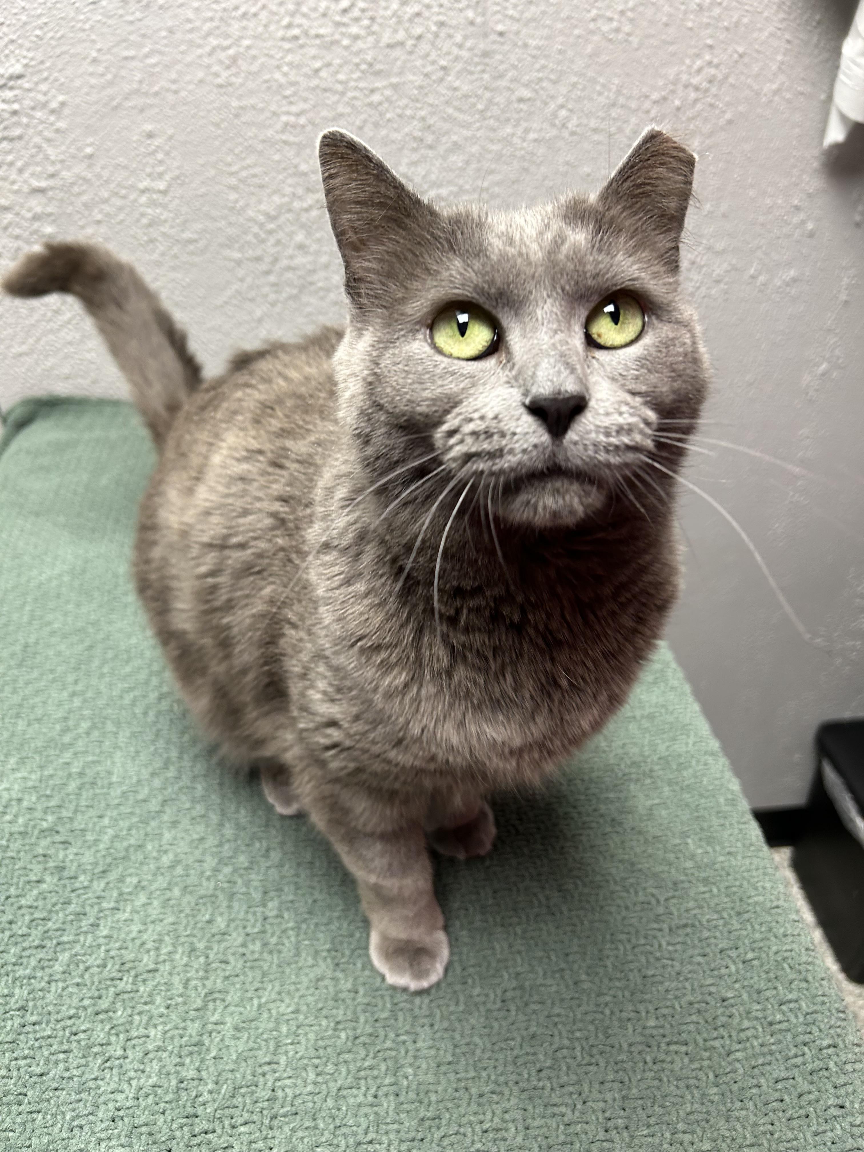 Enlarge Gracie , a ADOPTABLE Domestic Short Hair in Walker, MI image 5/5