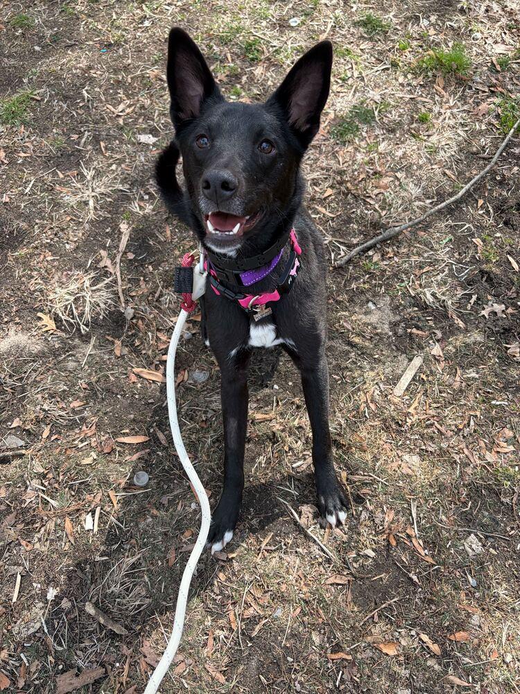 Enlarge Fla, a Adoptable Jindo in Long Island City, NY image 1/6