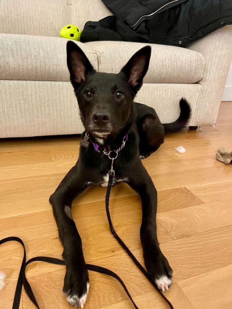 Fla, Adoptable, Young Female Jindo.