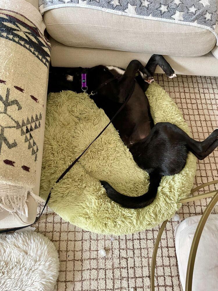 Enlarge Fla, a Adoptable Jindo in Long Island City, NY image 3/6