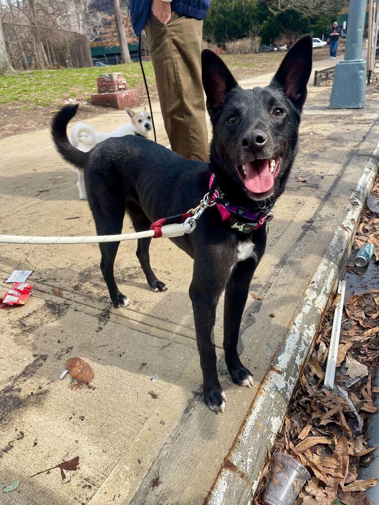 Enlarge Fla, a Adoptable Jindo in Long Island City, NY image 4/6