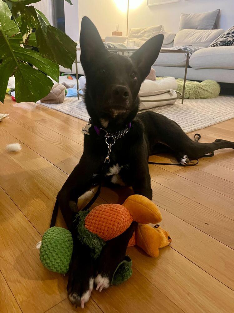 Enlarge Fla, a Adoptable Jindo in Long Island City, NY image 5/6