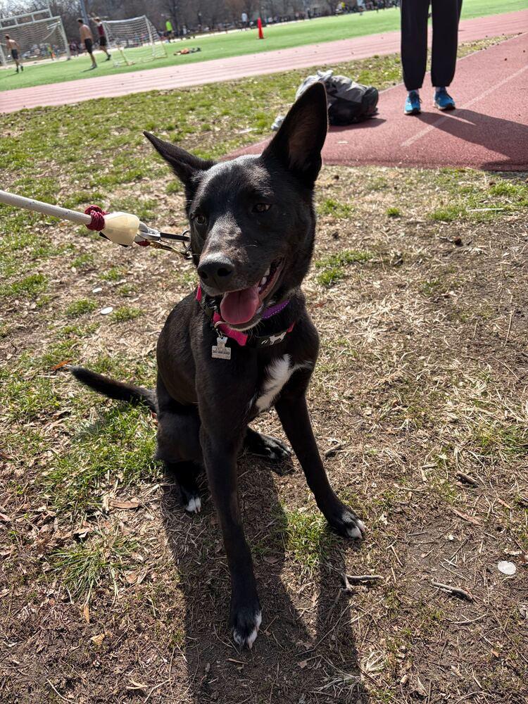 Enlarge Fla, a Adoptable Jindo in Long Island City, NY image 6/6