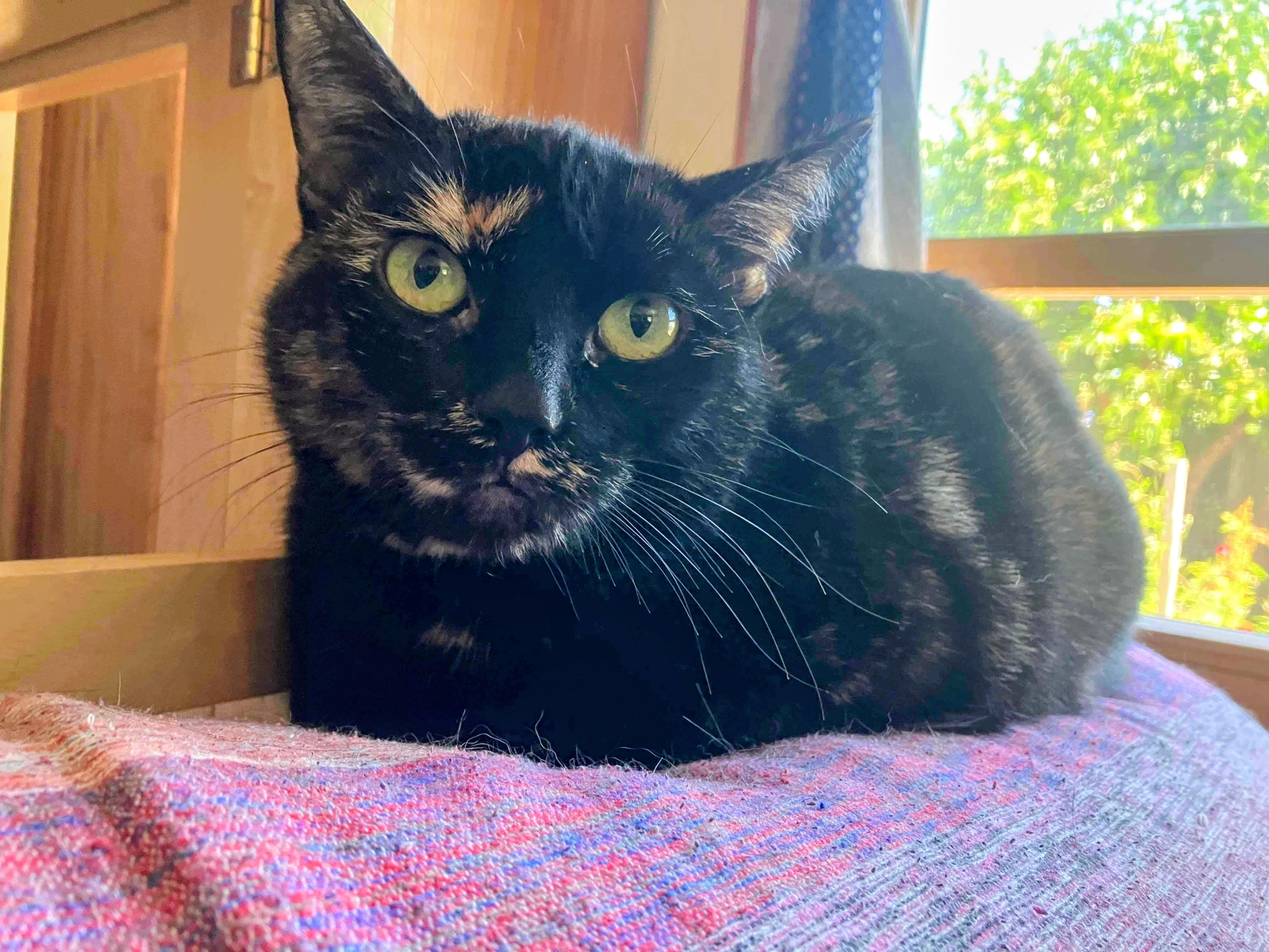 Mimi, a ADOPTABLE mixed breed in Santa Cruz, CA image 1/3