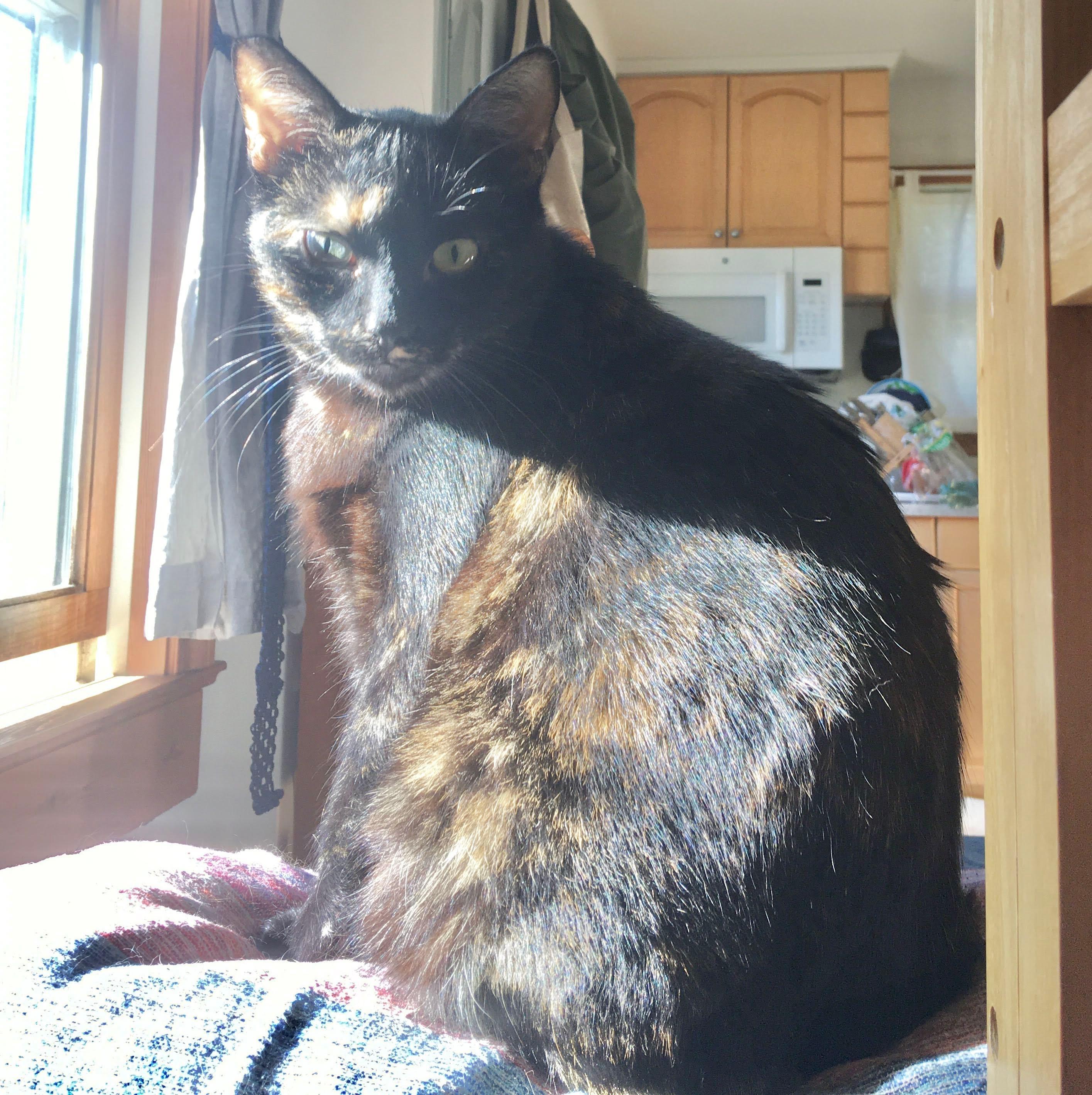 Mimi, a ADOPTABLE mixed breed in Santa Cruz, CA image 2/3