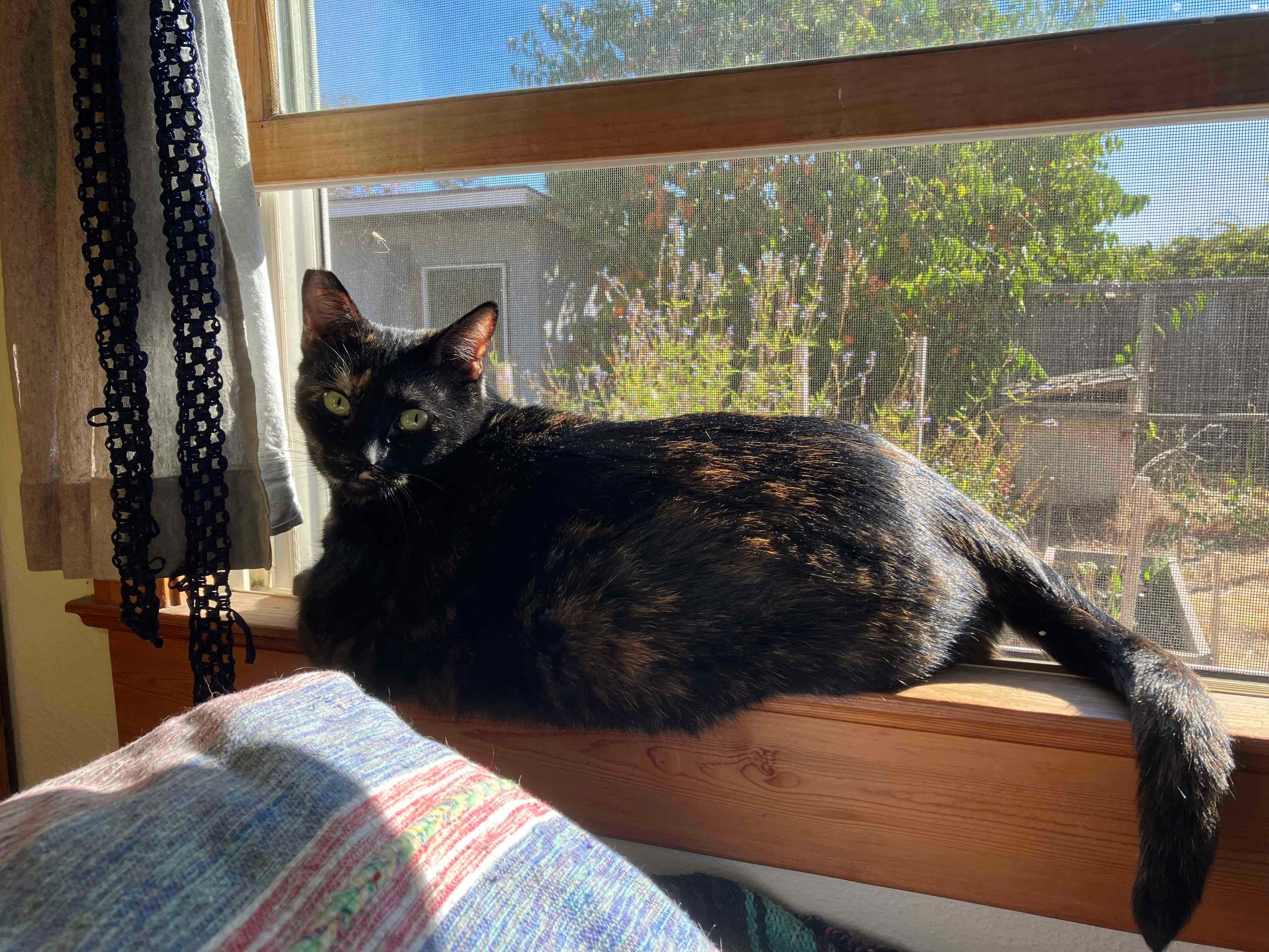 Enlarge Mimi, a Adoptable mixed breed in Santa Cruz, CA image 1/4