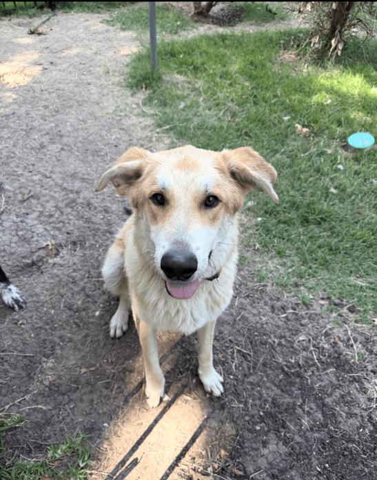 Lux, Adoptable, Young Male Shepherd & Great Pyrenees.