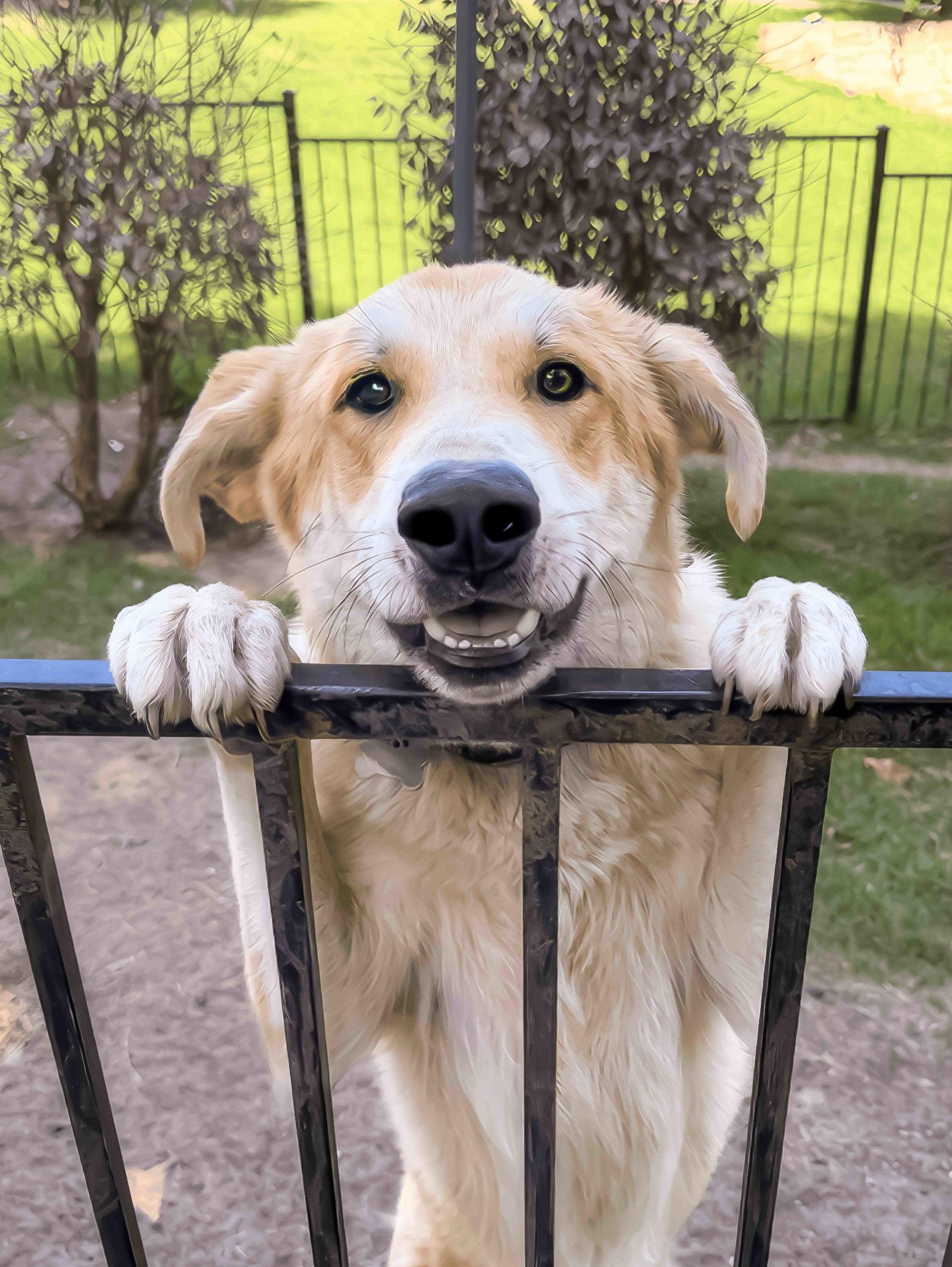 Enlarge Lux, a Adoptable mixed breed in McKinney, TX image 2/3
