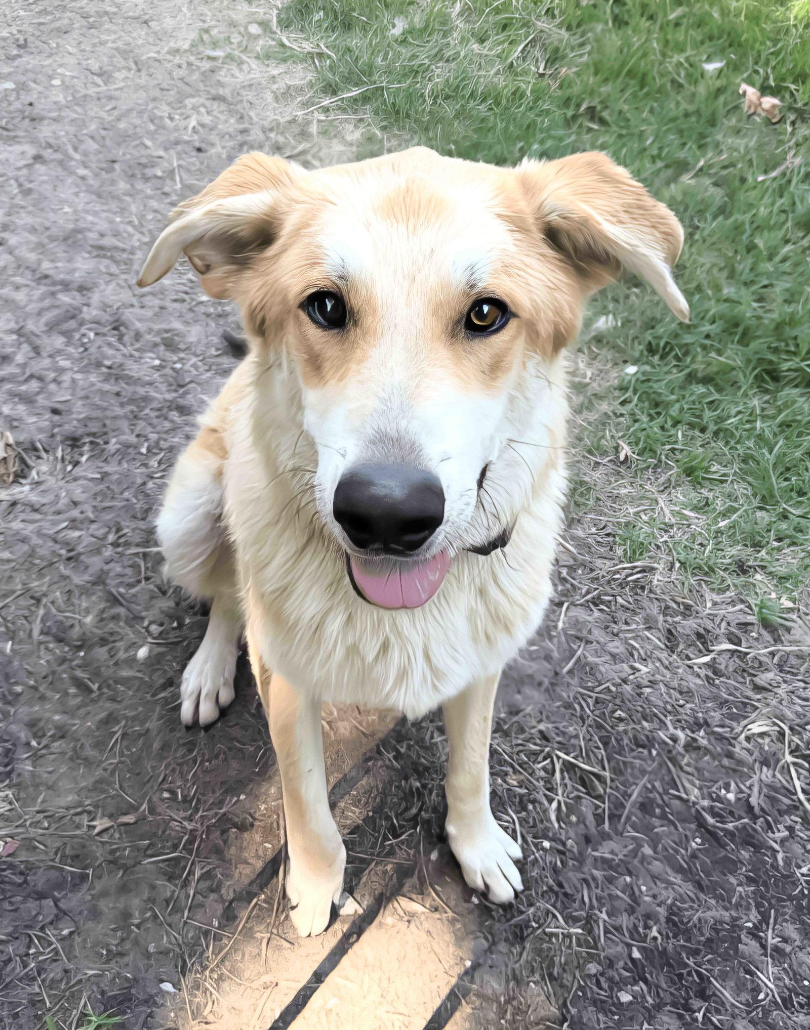 Enlarge Lux, a Adoptable mixed breed in McKinney, TX image 3/3