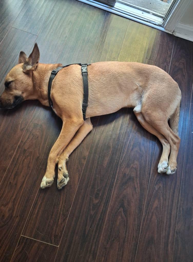 Enlarge Victor, a Adoptable mixed breed in Blue Bell, PA image 5/6