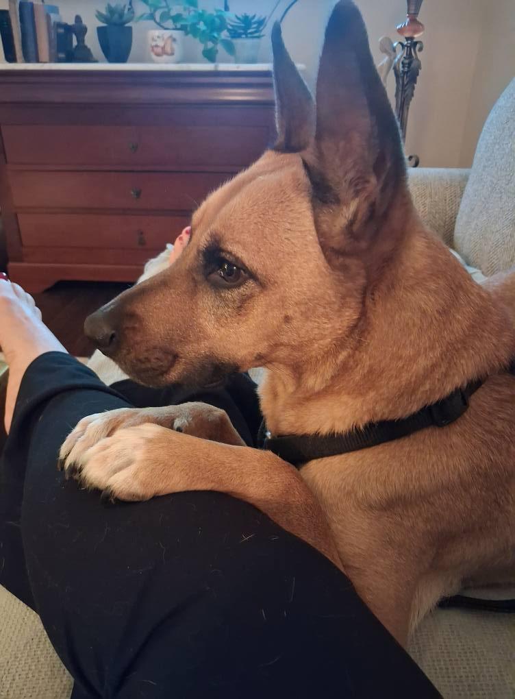 Enlarge Victor, a Adoptable mixed breed in Blue Bell, PA image 4/6