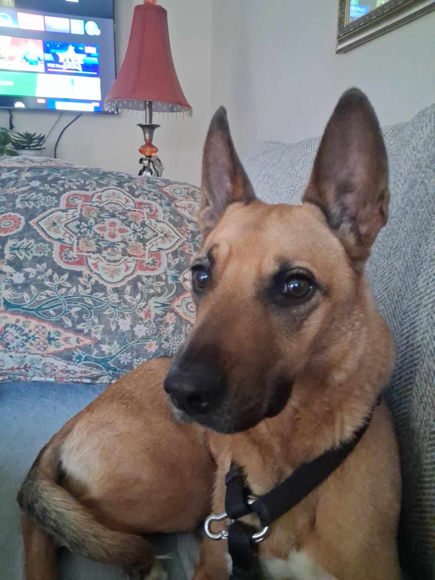 Victor, Adoptable, Adult Male German Shepherd Dog & Belgian Shepherd / Malinois.