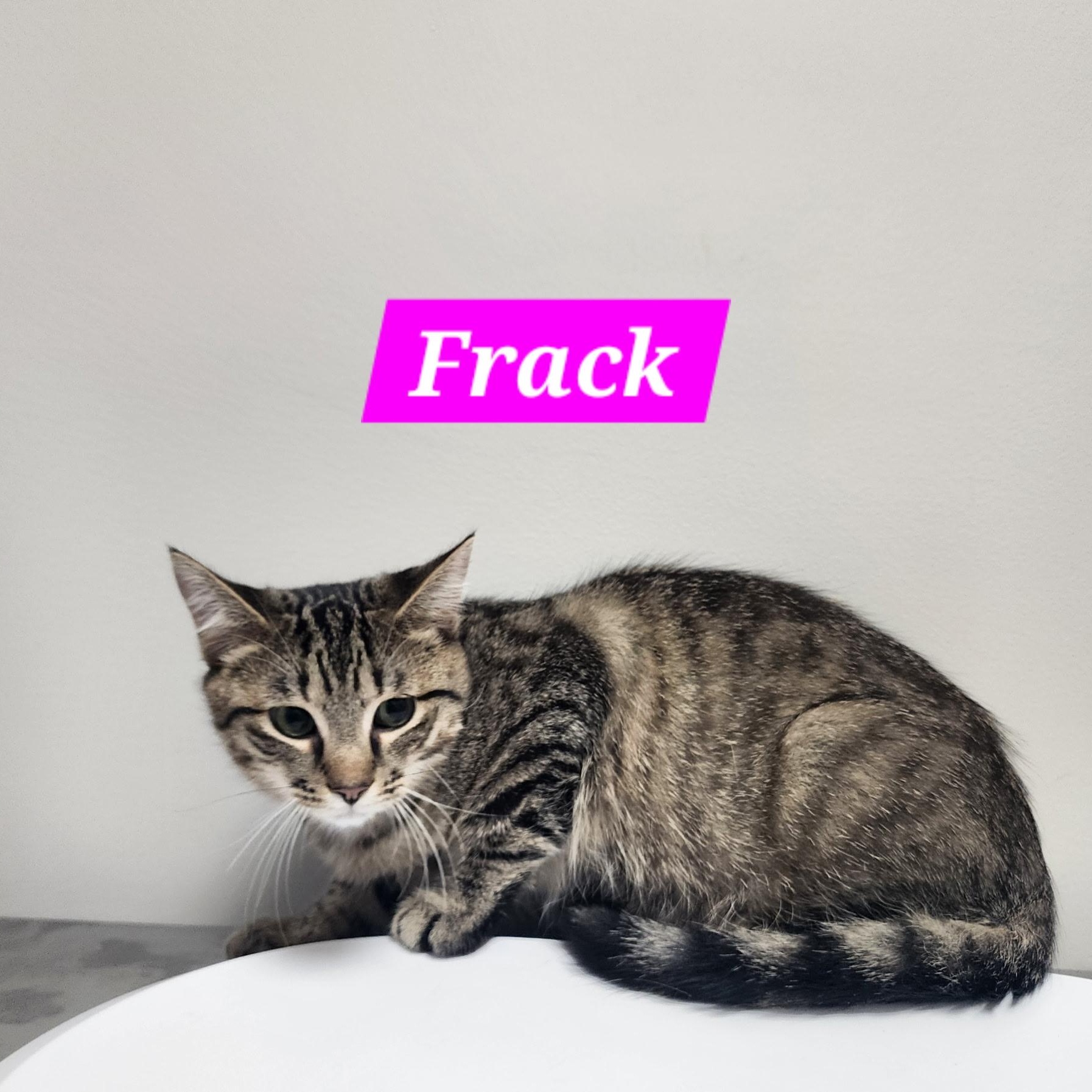 Enlarge Frack, a Adoptable Domestic Short Hair in Snow Hill, NC image 1/1