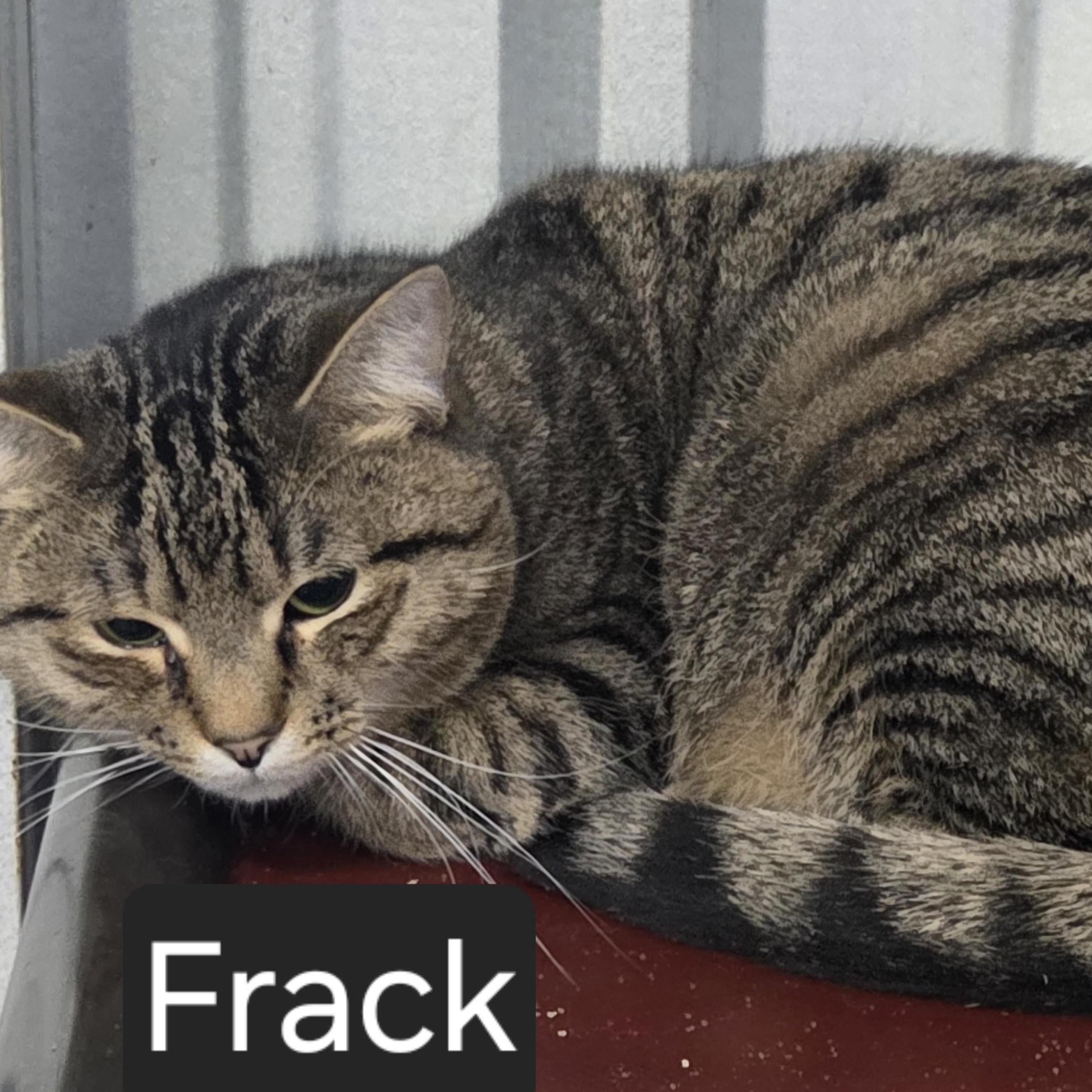 Frack, Adoptable, Young Male Domestic Short Hair.