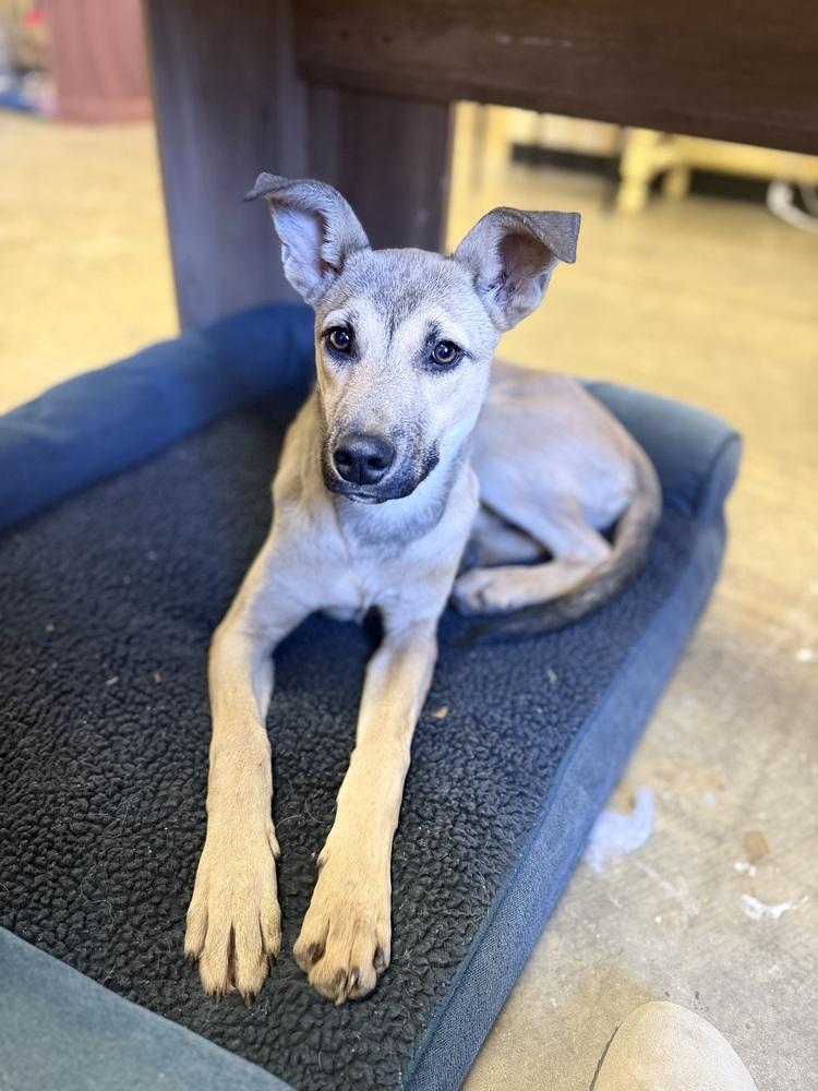 Enlarge Lyra 25D-342, a Adoptable mixed breed in Corinth, MS image 1/1