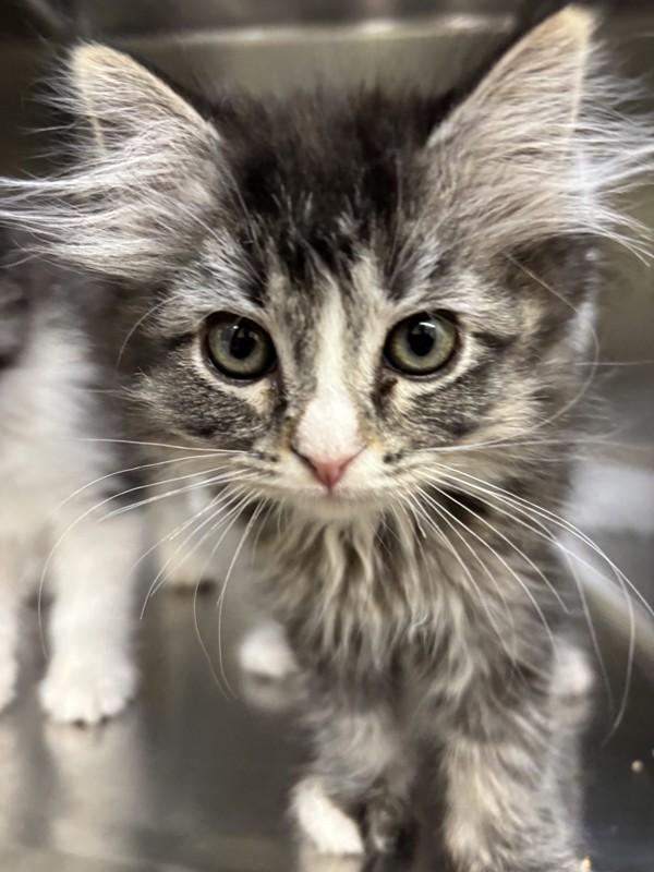Enlarge Gremlin, a Adoptable mixed breed in Santa Rosa, CA image 1/1