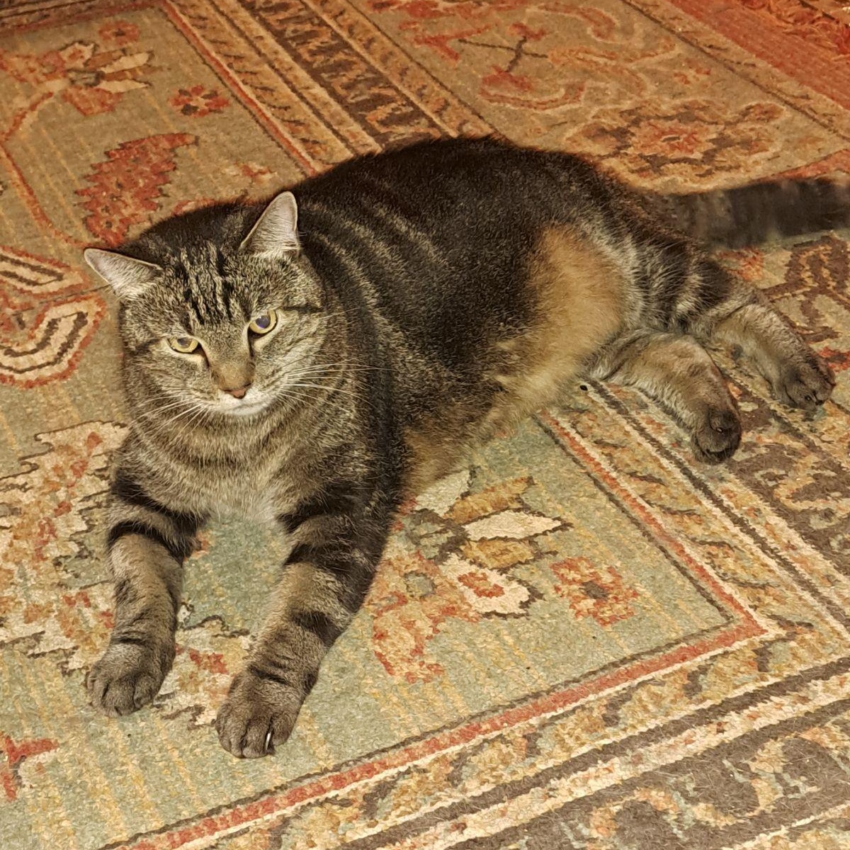 Union Jack aka Jack Jack, Adult Male unknown