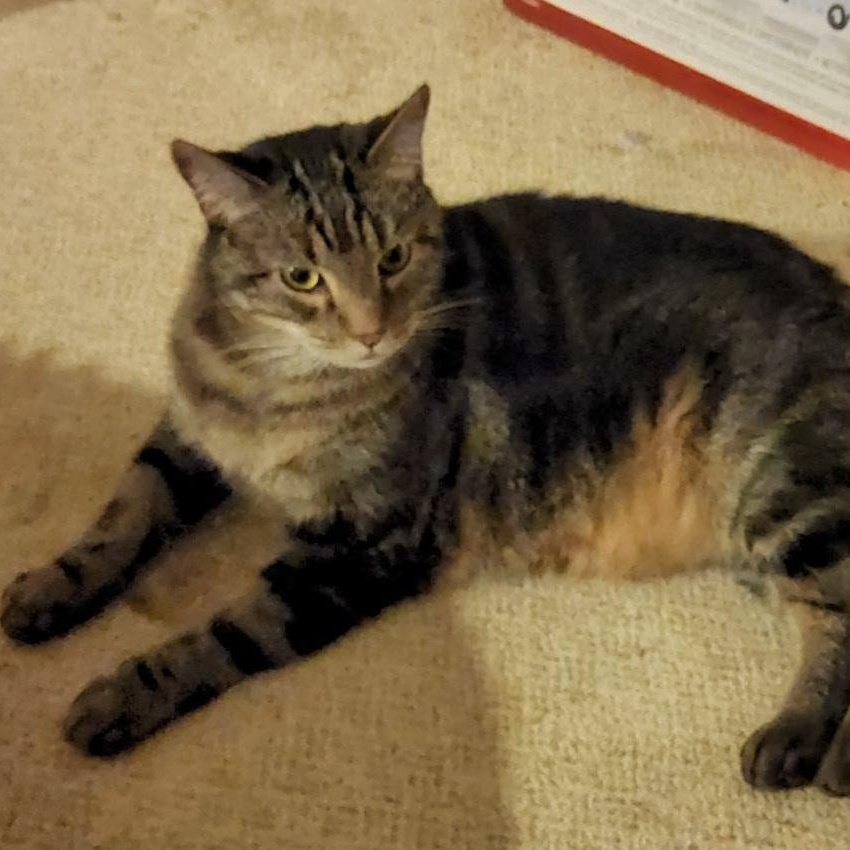 Union Jack aka Jack Jack, a Adoptable Domestic Short Hair in Charlotte, NC image 3/3