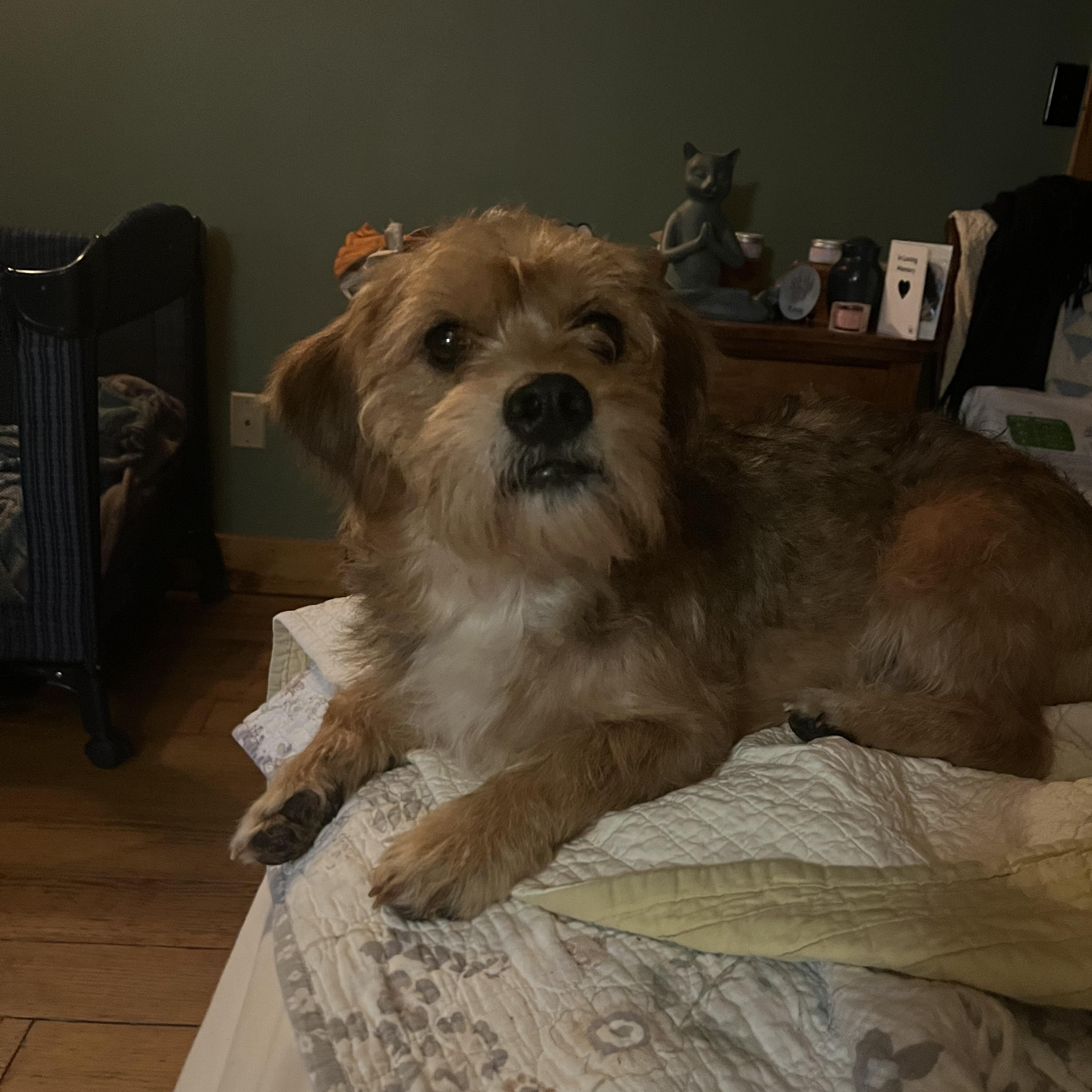 Chile, ADOPTABLE, Adult Male Mixed Breed.