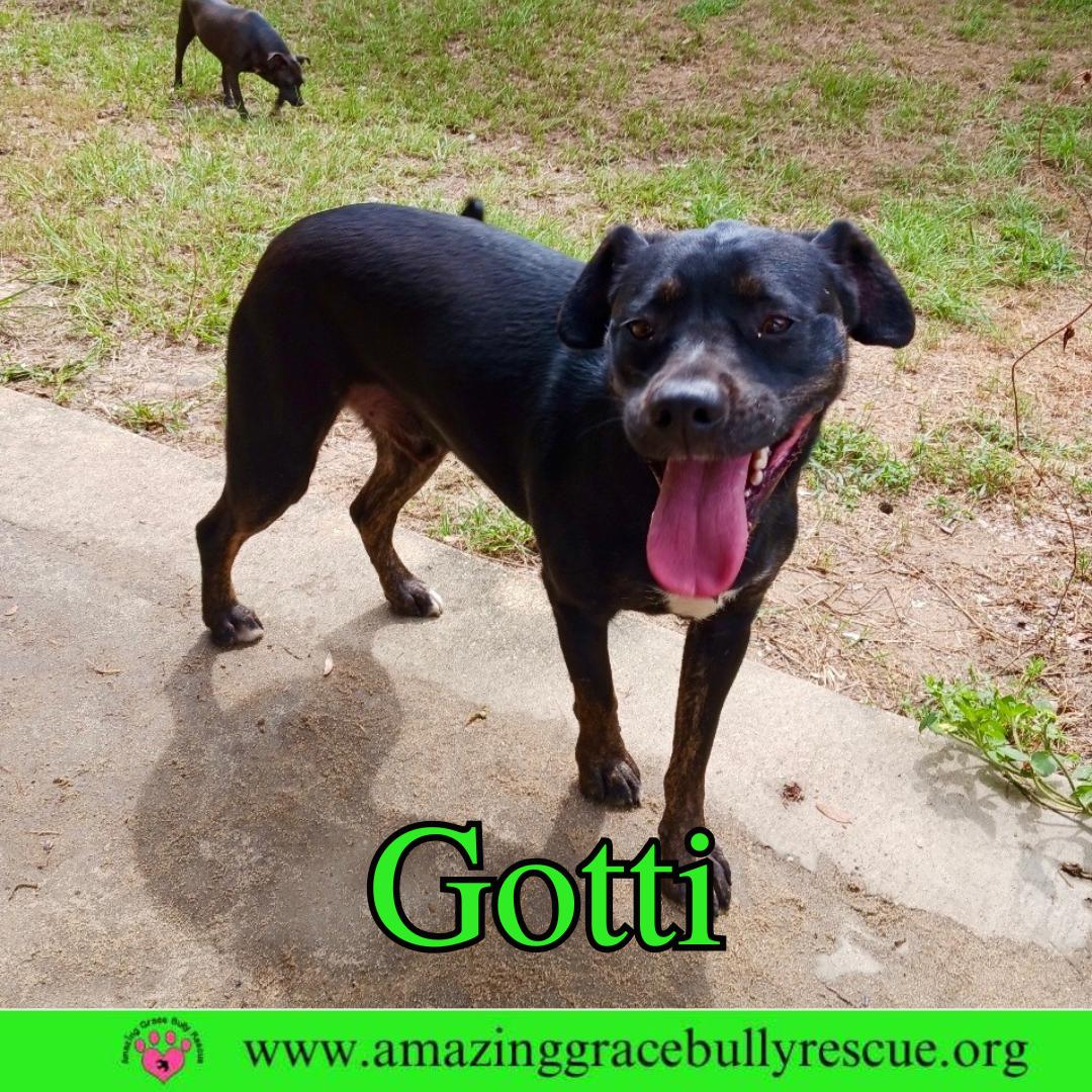 Gotti, Adoptable, Puppy Male Rottweiler & Pit Bull Terrier.