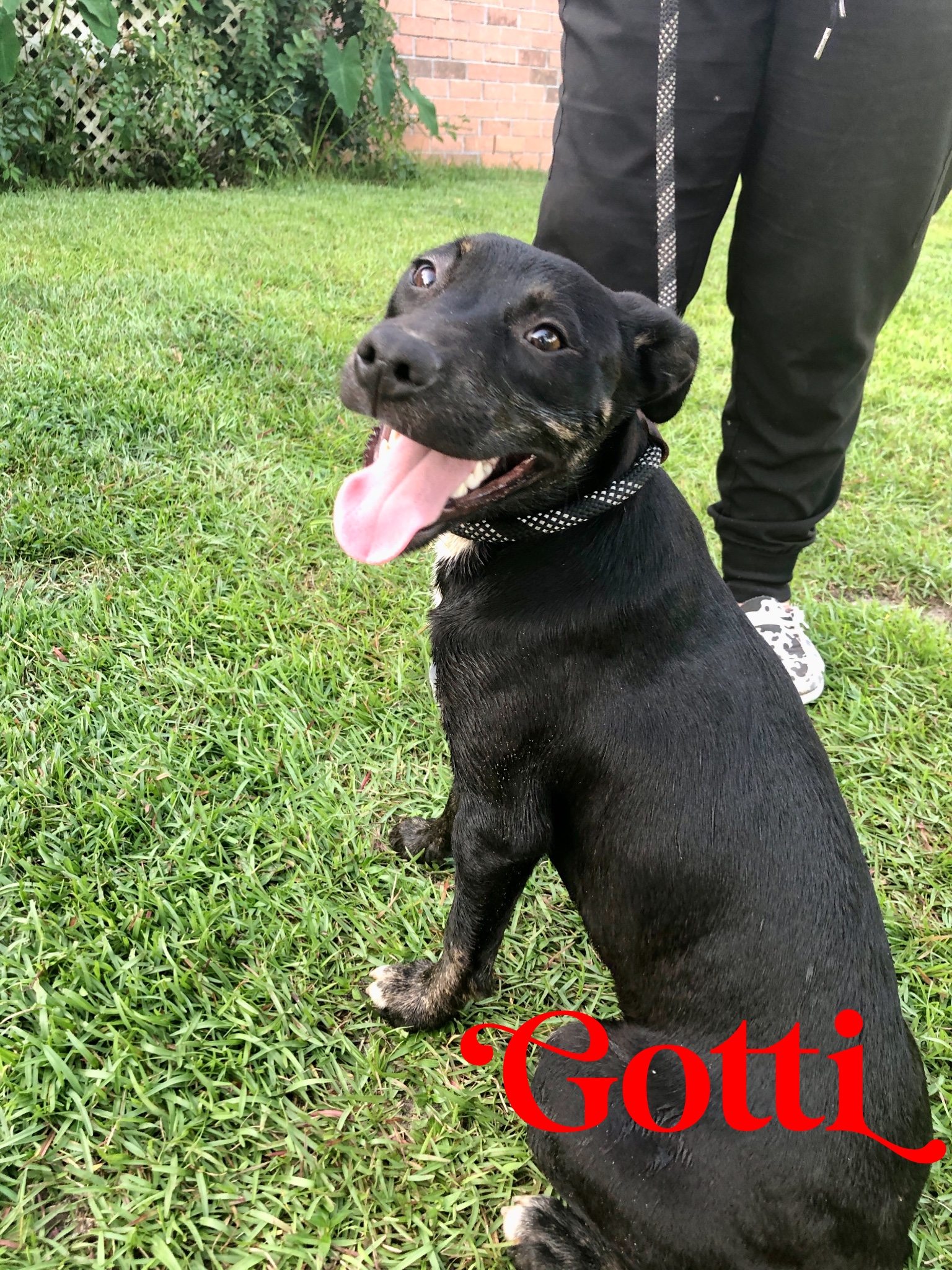 Gotti photo 2