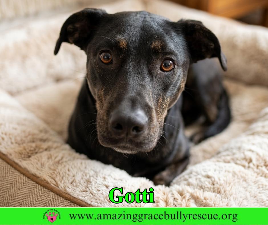 Enlarge Gotti, a Adoptable mixed breed in Pensacola, FL image 1/3