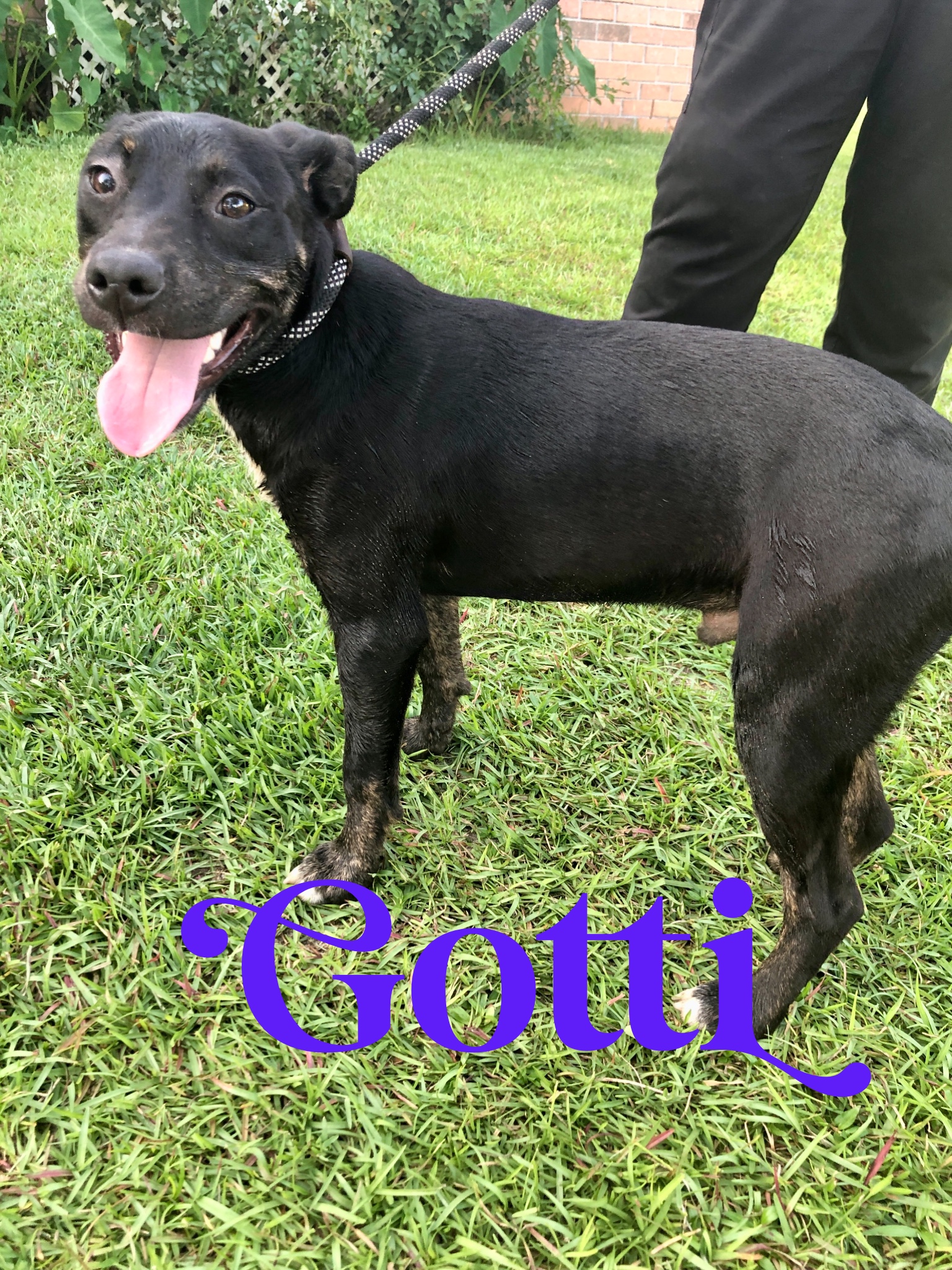Gotti