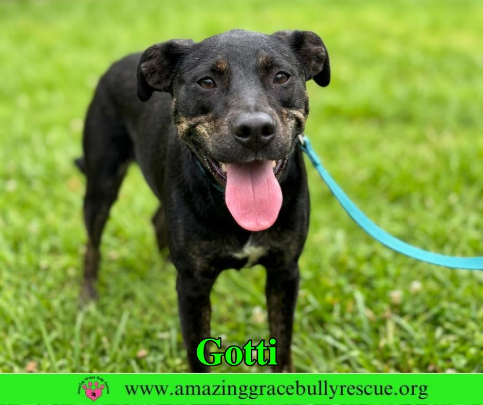 Enlarge Gotti, a Adoptable mixed breed in Pensacola, FL image 2/3