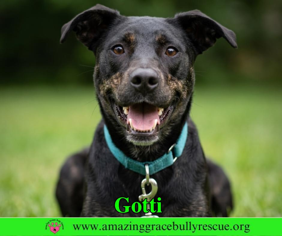Enlarge Gotti, a Adoptable mixed breed in Pensacola, FL image 3/3
