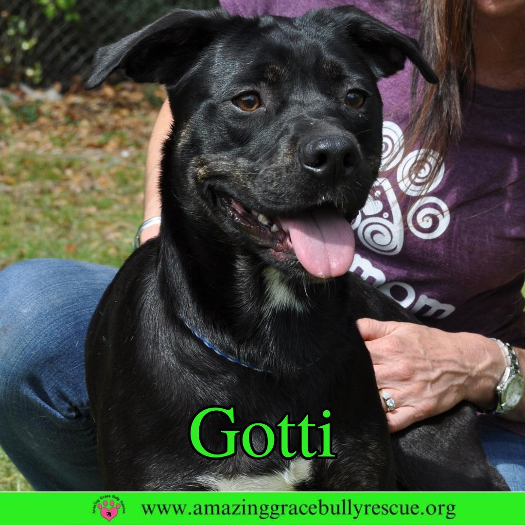 Gotti, a Adoptable mixed breed in Pensacola, FL image 2/3
