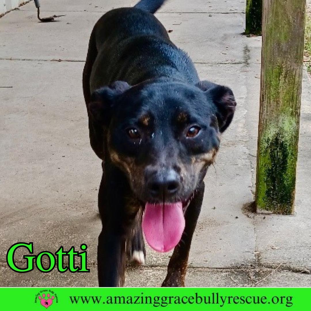 Gotti, a Adoptable mixed breed in Pensacola, FL image 3/3