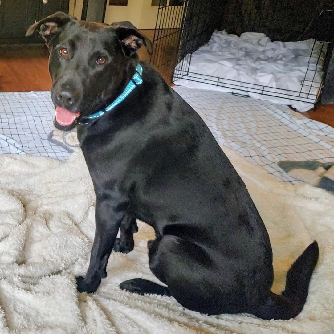 Enlarge Dexter, a Adopted mixed breed in North Jackson, OH image 1/2