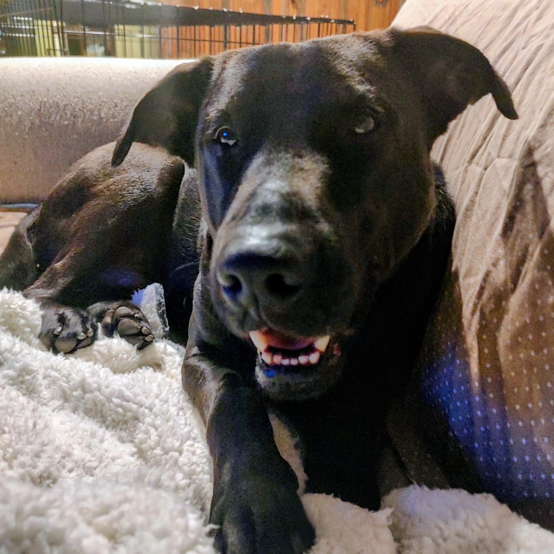 Enlarge Dexter, a Adopted mixed breed in North Jackson, OH image 2/2