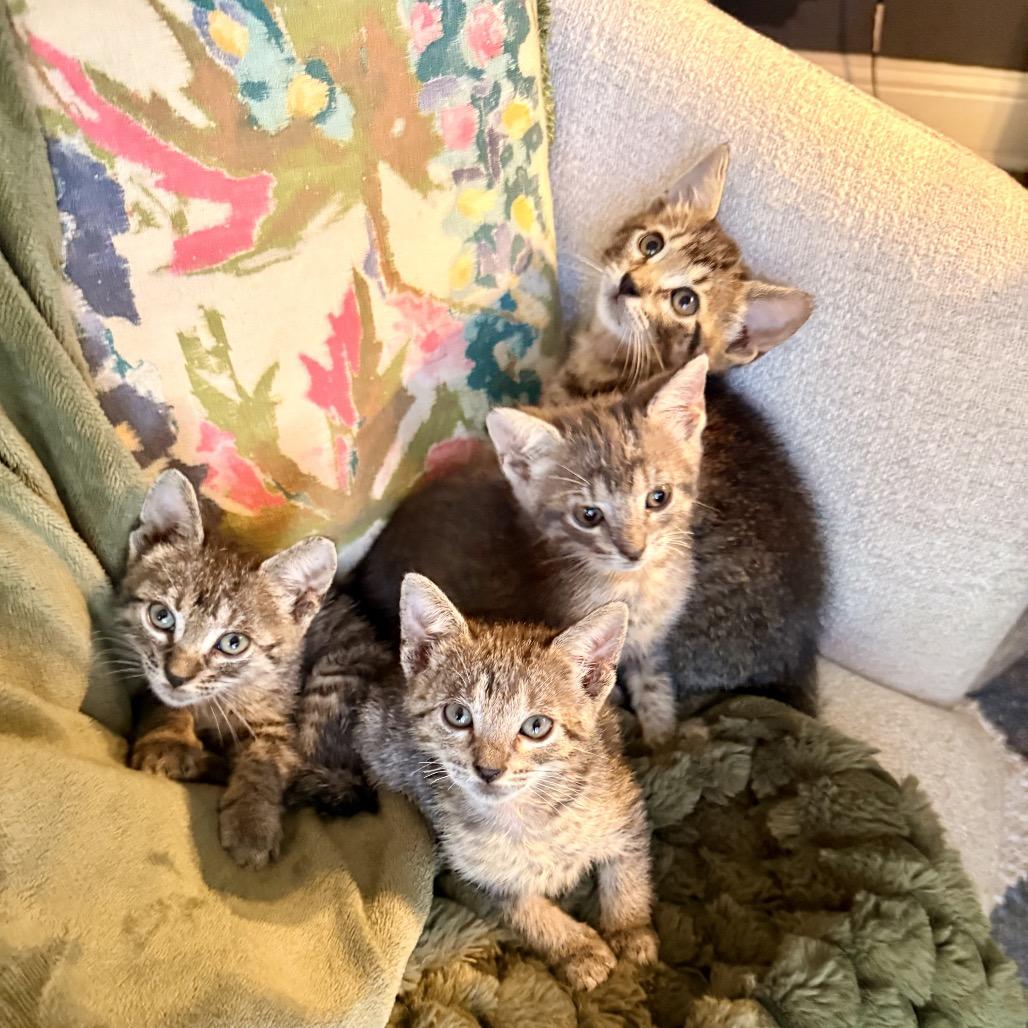 Dallas, Adoptable, Kitten Male Domestic Short Hair.