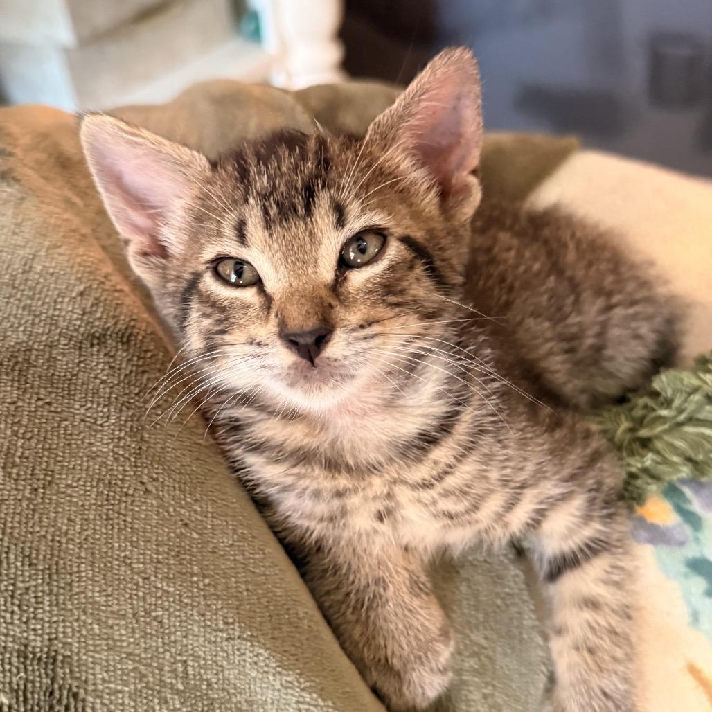 Enlarge Dallas, a Adoptable Domestic Short Hair in Missouri City, TX image 2/2