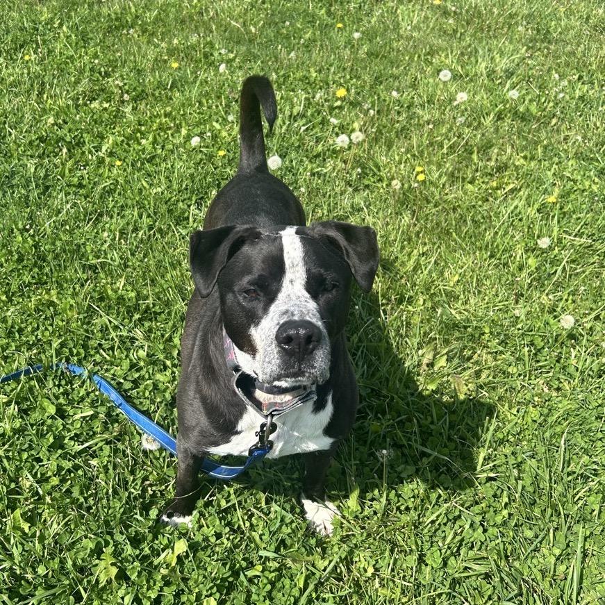 Enlarge Dex, a Adoptable mixed breed in Uniontown, PA image 1/6