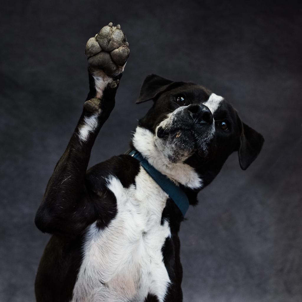 Enlarge Dex, a Adoptable mixed breed in Uniontown, PA image 1/5