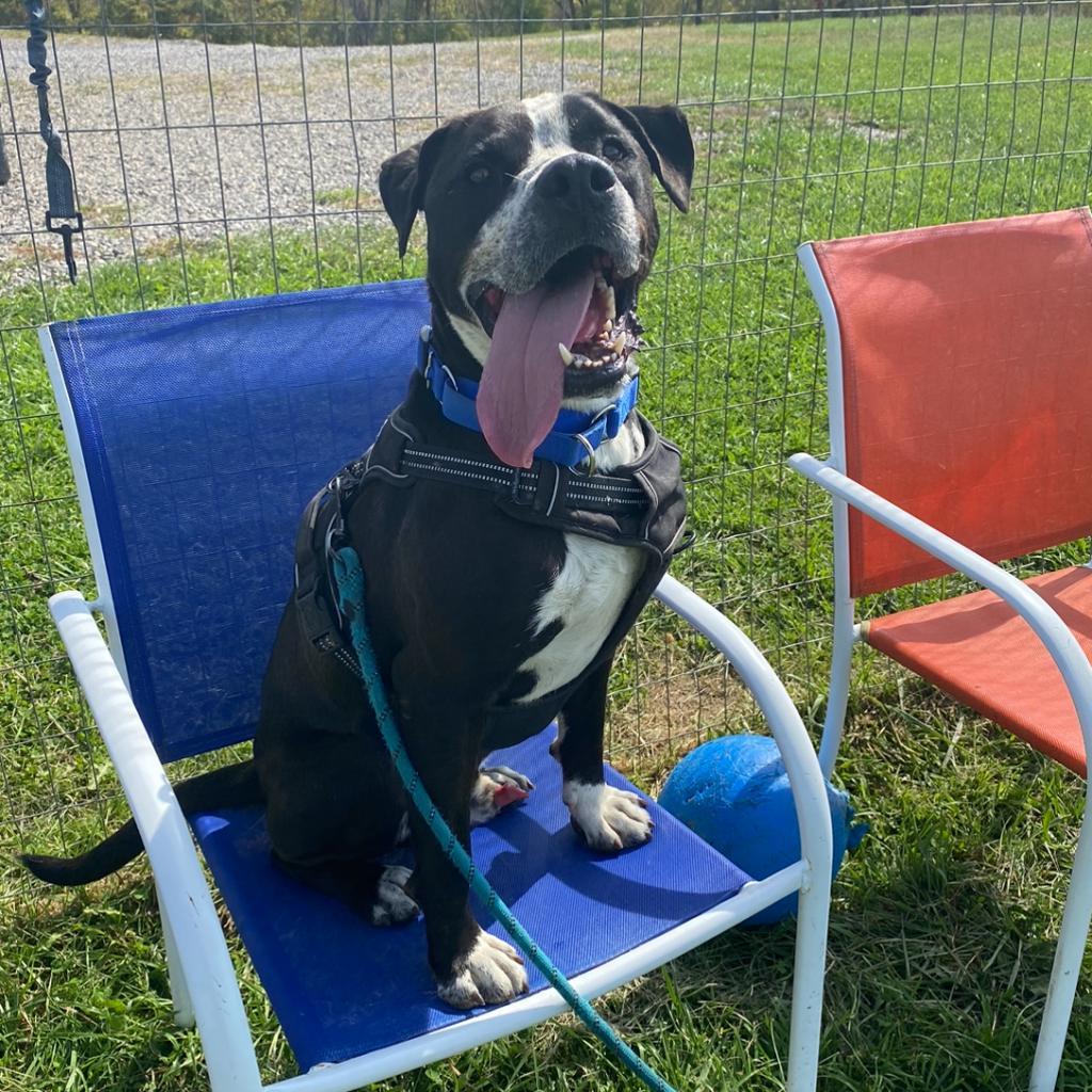 Enlarge Dex, a Adoptable mixed breed in Uniontown, PA image 2/5