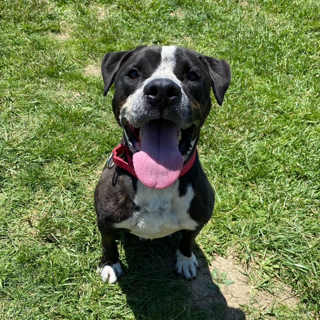 Enlarge Dex, a Adoptable mixed breed in Uniontown, PA image 3/5