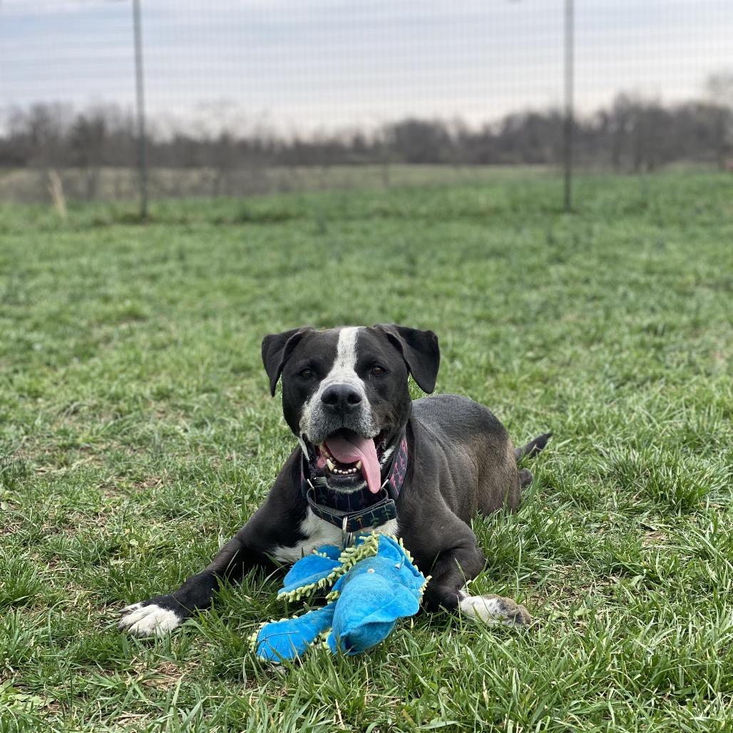 Enlarge Dex, a Adoptable mixed breed in Uniontown, PA image 4/5