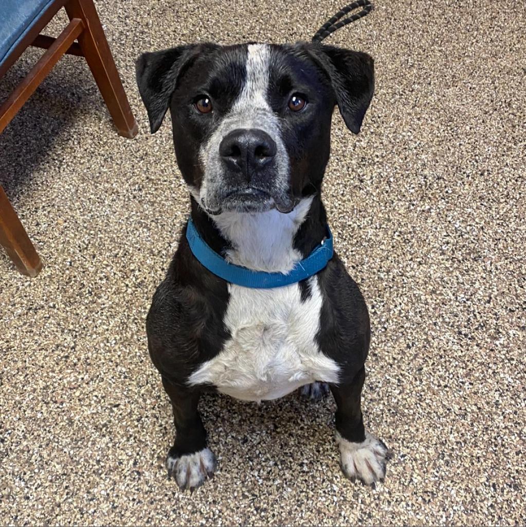 Enlarge Dex, a Adoptable mixed breed in Uniontown, PA image 5/5