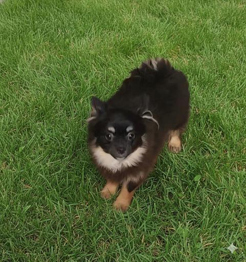 Pulgita, adopted, Young Male Pomeranian.
