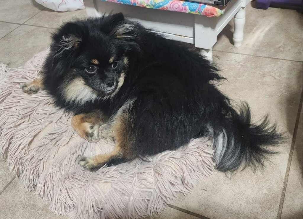 Enlarge Pulgita, an adopted Pomeranian in Bakersfield, CA image 2/6