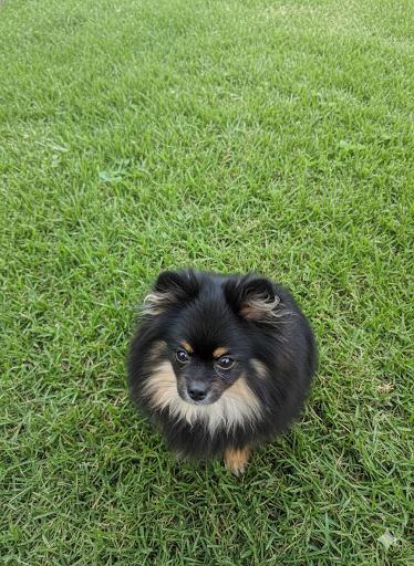Enlarge Pulgita, an adopted Pomeranian in Bakersfield, CA image 3/6