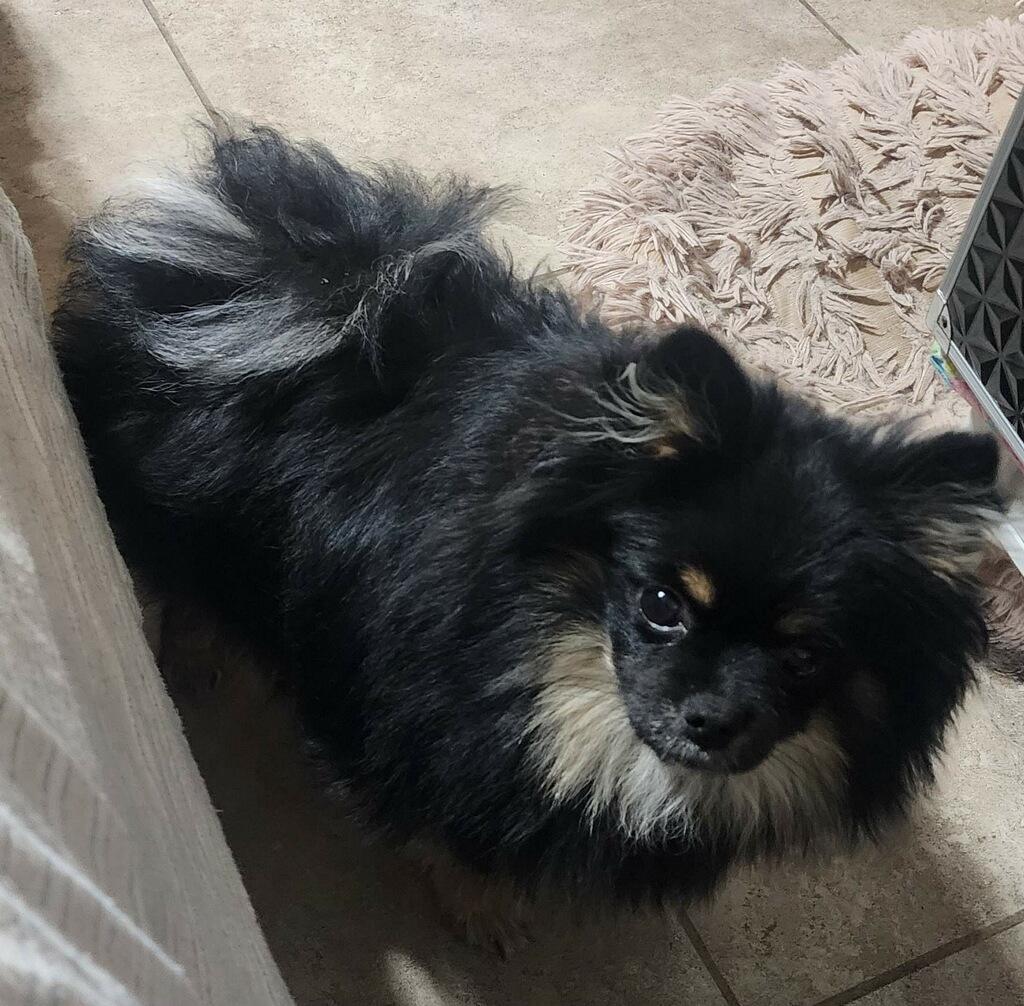 Enlarge Pulgita, an adopted Pomeranian in Bakersfield, CA image 4/6